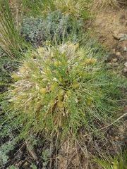 Oxytropis squammulosa