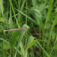Platycnemis pennipes
