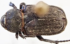 Cremastocheilus knochii