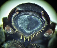 Cremastocheilus knochii