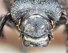 Cremastocheilus knochii