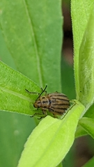 Ophraella conferta