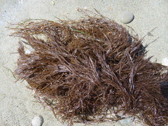 Desmarestia aculeata