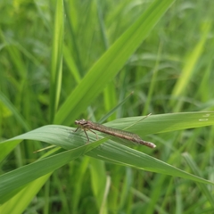 Platycnemis pennipes