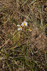 Afroaster serrulatus
