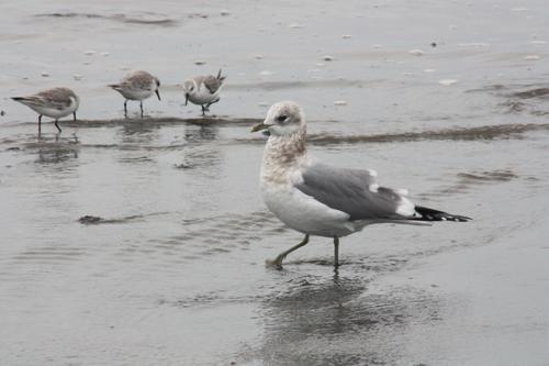 Larus brachyrhynchus