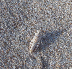Sphingonotus imitans
