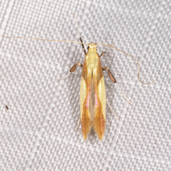 Caloptilia superbifrontella