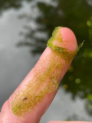 Hydrodictyon reticulatum