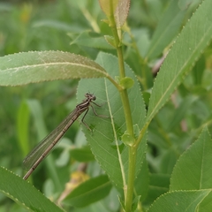 Platycnemis pennipes