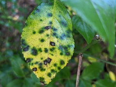 Diplocarpon