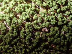 Weissia jamaicensis