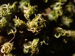 Weissia jamaicensis