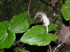 Arisarum proboscideum
