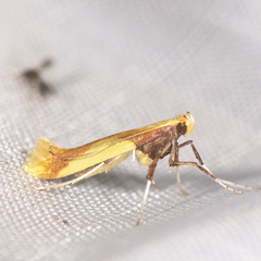 Caloptilia superbifrontella