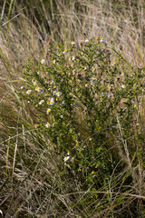 Athrixia phylicoides