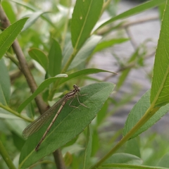 Platycnemis pennipes