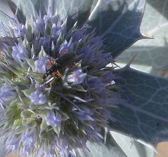 Stenostoma rostratum