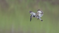 Ceryle rudis leucomelanurus