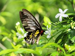 Troides minos