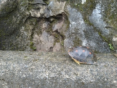 Cuora flavomarginata