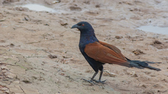Centropus sinensis intermedius
