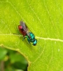 Pseudomalus auratus