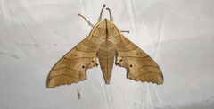 Marumba sperchius
