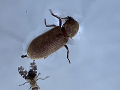 Stegobium