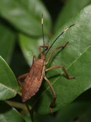 Pseudomictis distinctus