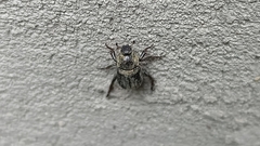 Hoplia graminicola