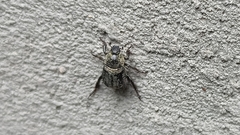 Hoplia graminicola