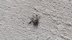 Hoplia graminicola