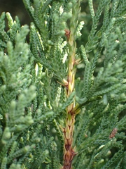 Juniperus bermudiana