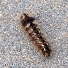 Acronicta rumicis