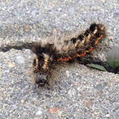 Acronicta rumicis