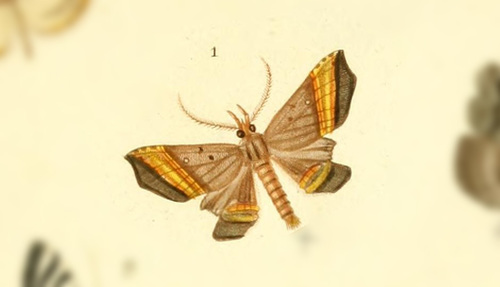 Pterhemia mutilatalis