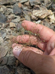 Galium tenuissimum