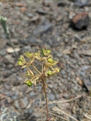 Euphorbia falcata