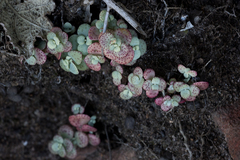 Crassula cordata