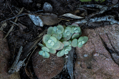 Crassula cordata