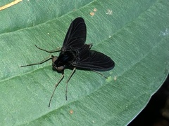 Chrysopilus velutinus
