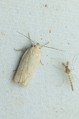 Gonioterma mistrella