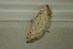 Pycnarmon cribrata