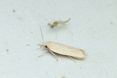 Gonioterma mistrella