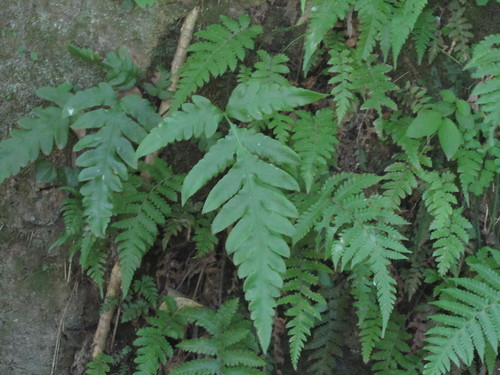 Woodwardia orientalis, photograph 3