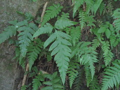 Woodwardia orientalis