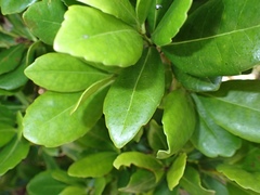 Elaeodendron laneanum