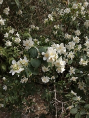 Philadelphus coronarius