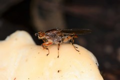 Tapeigaster annulipes